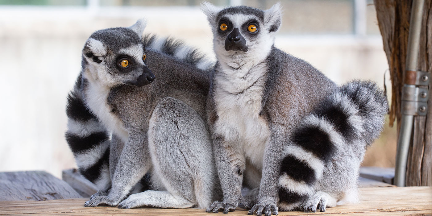lemur