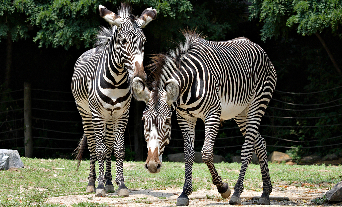 zebra