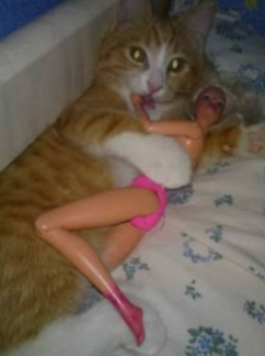 cat with a doll