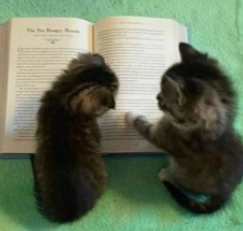 cats with a book
